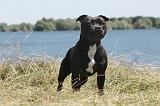 STAFFIE 001